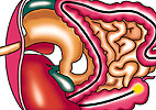 Stomach